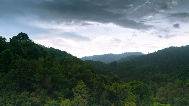 Wallpaper Vast Tropical Forest