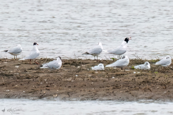 Mediterranean gull