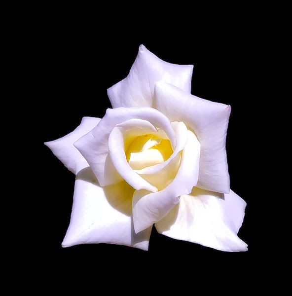 Beautiful White Rose Wallpapers Free Download