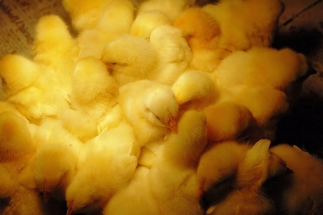 pictures of baby chicks