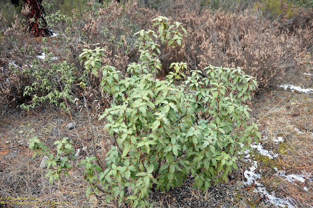 tormon-flora-monte-rodeno-estepa