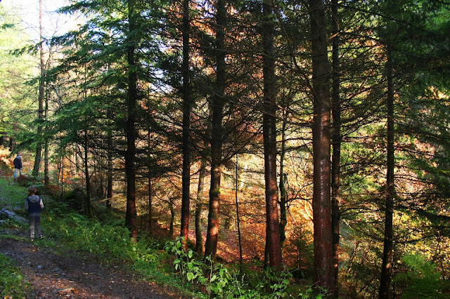 All the Leaves are Brown in Hamsterley Forest