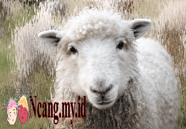 Daging Domba: Nikmati Cita Rasa yang Menggugah Selera