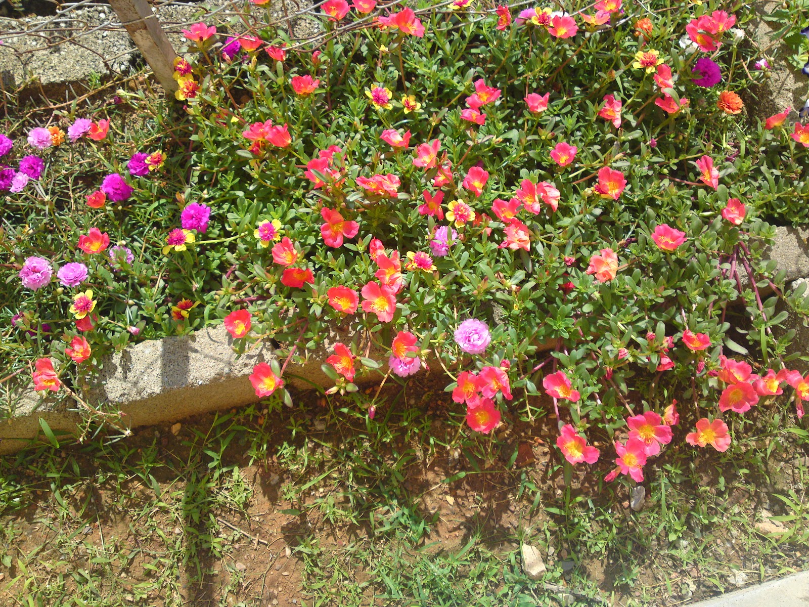  Gambar  Kebun Sejemput Bunga  Ros Jepun  Rumah Gambar  Pokok 