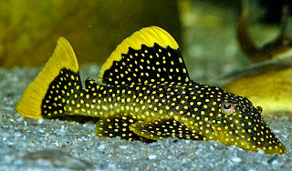 Gold Nugget Pleco