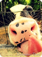 cow, baby tongue