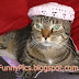 Cat with Hat