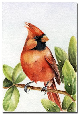 cardinal watercolour painting