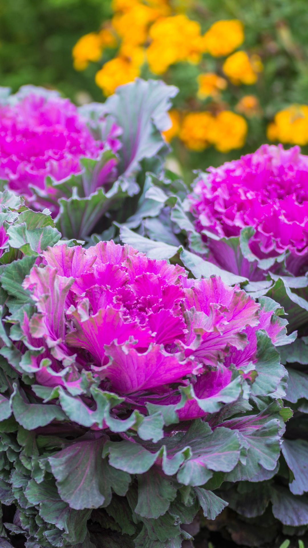 Step into the enchanting world of fall with the exquisite hues of ornamental cabbage. As the temperatures cool, the Brassica oleracea family unveils its captivating cool-season annual, inviting you to cultivate a garden adorned with nature's kaleidoscope