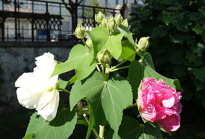 The Confederate Rose: A Symbol of Beauty and Resilience