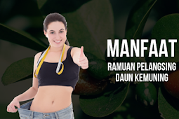 Manfaat Daun Kemuning Untuk Pelangsing Tubuh dan Jerawat