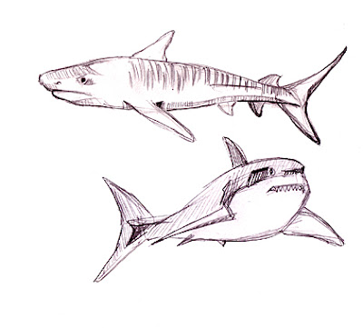 sharks