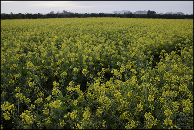 fotografía, Valencia, flores, naturaleza, huerta