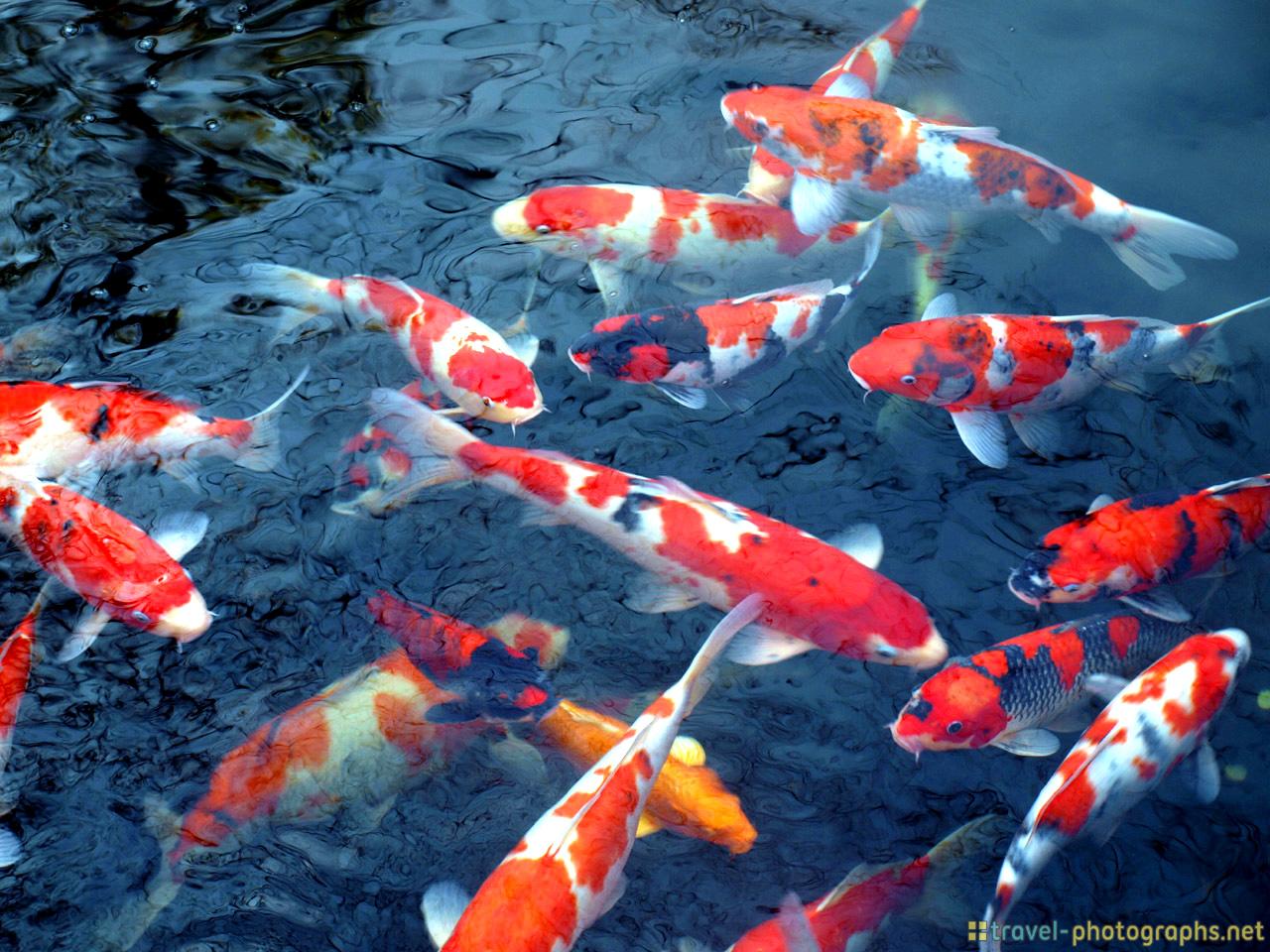 Gambar Wallpaper 3d Ikan Koi Gambar DP BBM