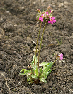 Primula rosea 'Grandiflora'