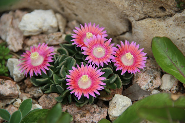 Aloinopsis