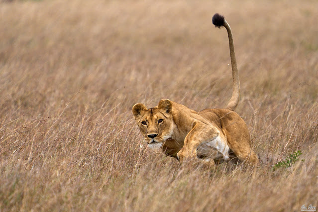 Lioness in Chase