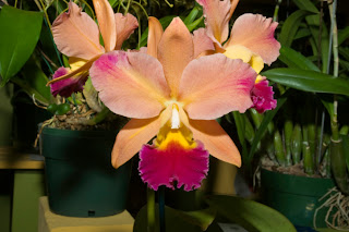 Bicolor miniature Cattleya