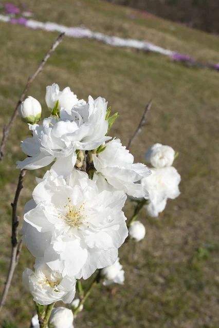 白い桜