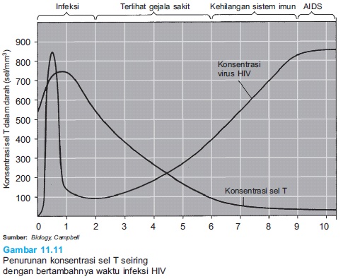 Penurunan konsentrasi sel T seiring dengan bertambahnya waktu infeksi HIV
