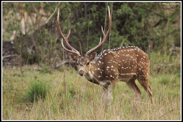 Spotted deer at Kanha National Park