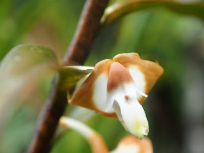 Dendrobium lambii care and culture