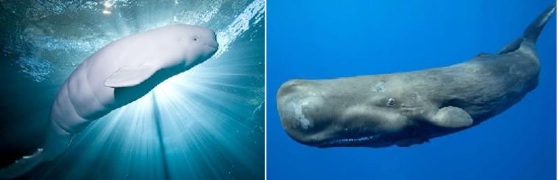 White Whale dan Sperm Whale