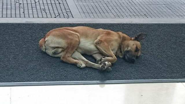 A Stray Dog From Argentina Finds His Love in Germany!