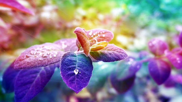 Blue Purple Leaves The Morning Dew HD Wallpaper