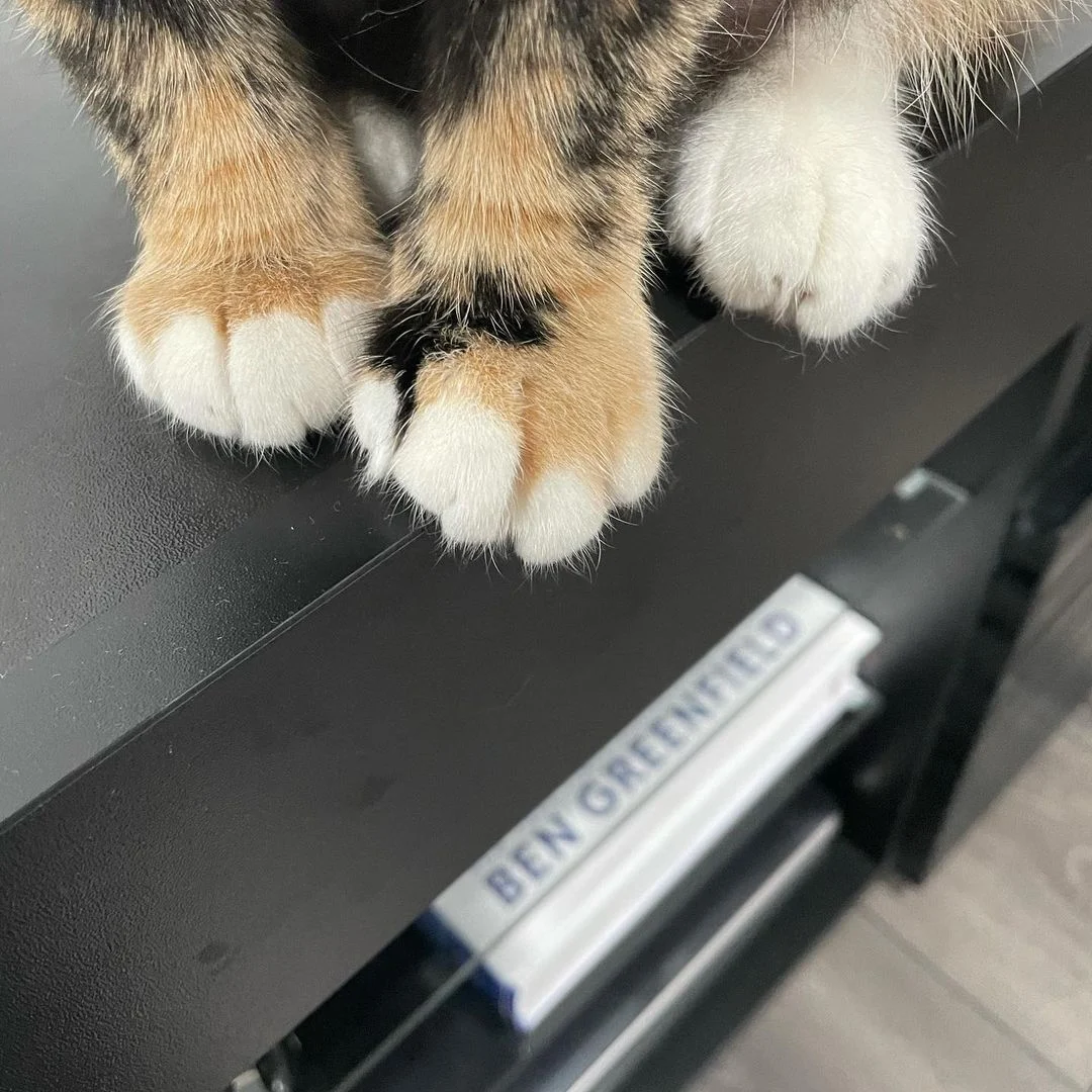 cute cat paws