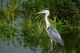 Wildlifefotografie Graureiher Olaf Kerber