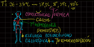 capacidad para regular la temperatura corporal