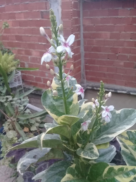 Ainda que sendo bastante encontrada pelos jardins, desconheço o nome popular dessa planta, consegui apenas identificá-la pelo nome de Pseuderantemo (Pseuderanthemum carruthersii variegatum).