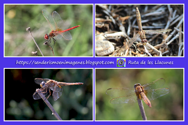 Delta de l'Ebre (Ruta de les Llacunes)