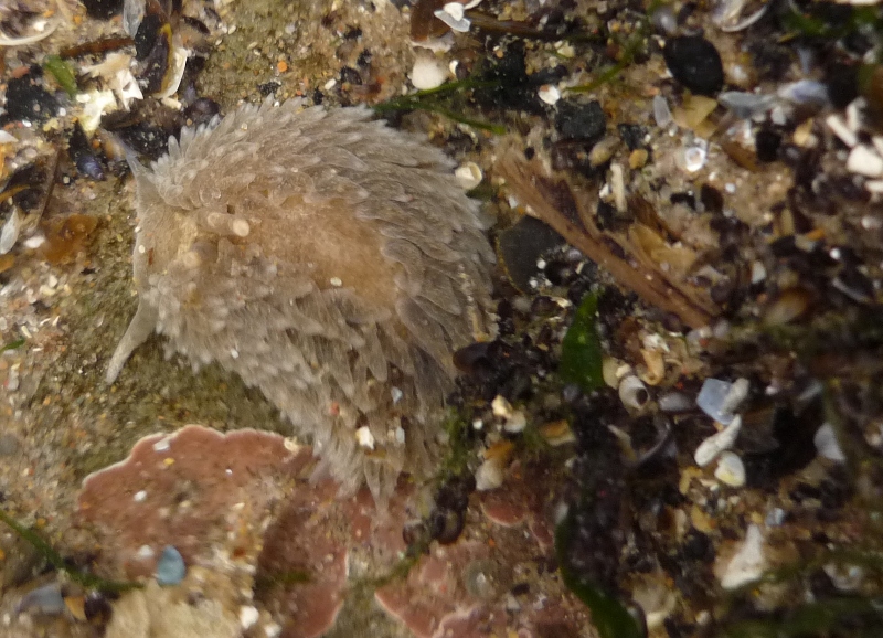 blue sea slug. Blue Sea Slug Facts