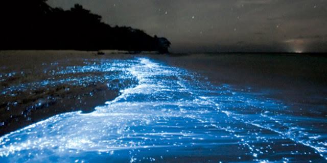 Ombak bioluminescent 