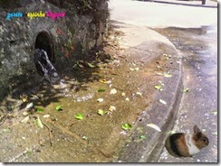 Blog003-2015-05-10Gazeta de Espinho
