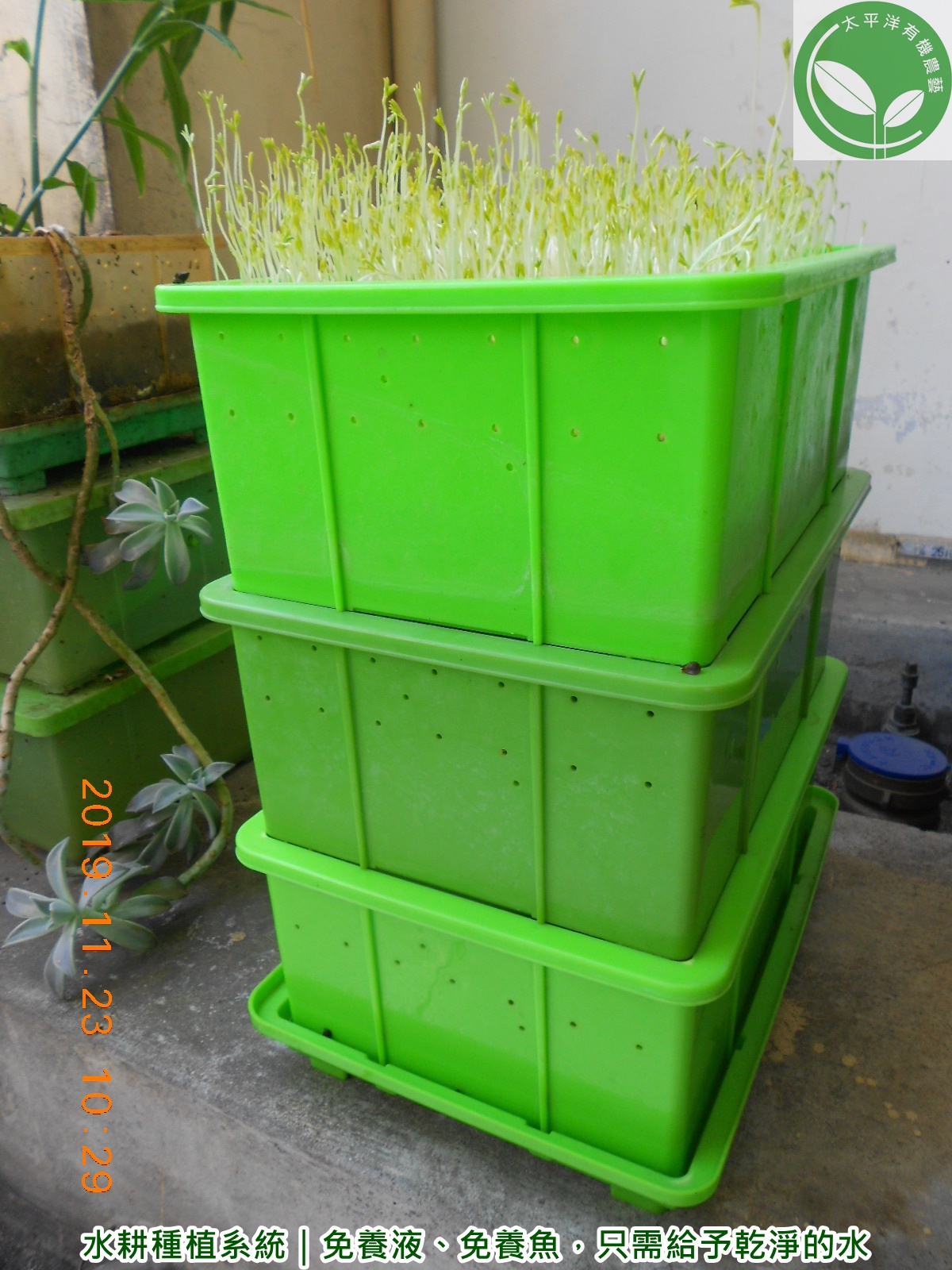 水耕種植系統 免養液 免養魚 只需給予乾淨的水 芽菜自己在家簡單種 有機無毒自己來把關 痞客邦