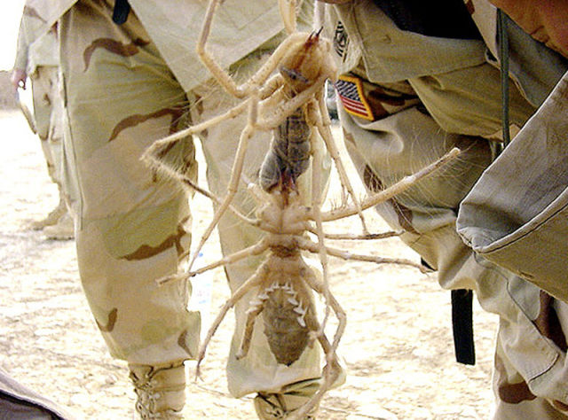 biggest camel spider in world. Giant Camel Spiders