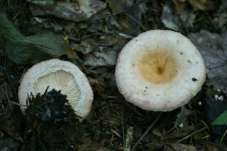 Lactaire toisonné - Lactarius torminosus