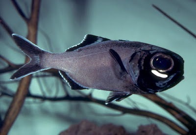 Flashlight Fish Images