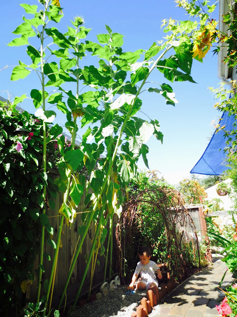 Hayley Brentmar's small yard