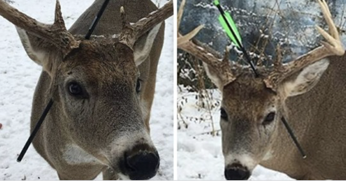 Deer that visits same town every Christmas comes back with an arrow through its head