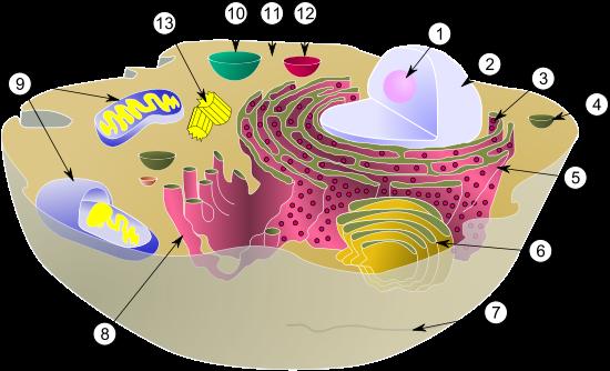 diferencia entre celula animal y celula. celula animal y celula vegetal. celula vegetal e animal; celula vegetal e