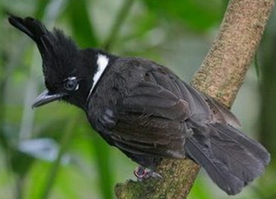 burung banyak yang memaster burung lombanya dengan suar