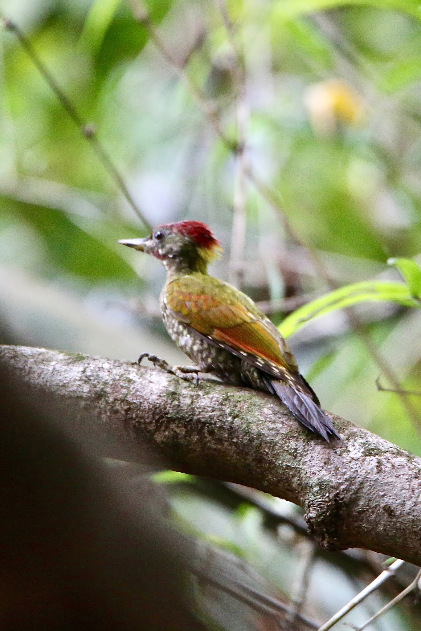 Lesser Yellownape Woodpecker high resolution free