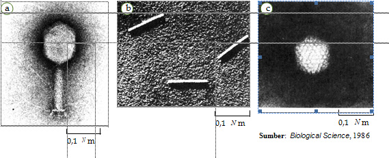 Beberapa bentuk virus. (a)  Bakteriofage  (virus T4)  yang memiliki  enam kaki, (b) virus TMV,  yang  berbentuk batang, dan (c) Adeno  virus, yang  berbentuk polyhedral.   