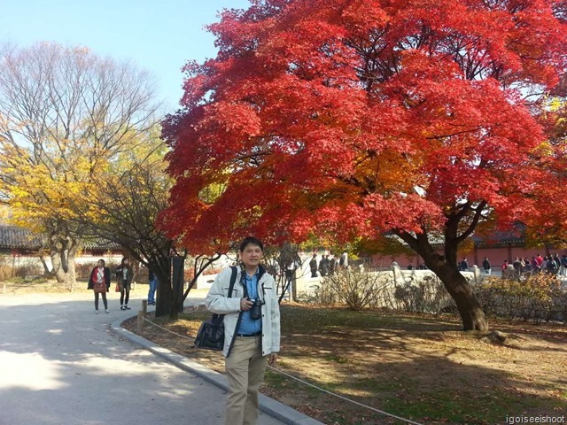 Autumn leaves at Changdeokgung