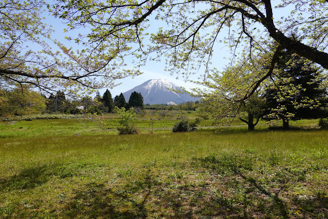 きしもと山の手通り　桜公園　大山の眺望