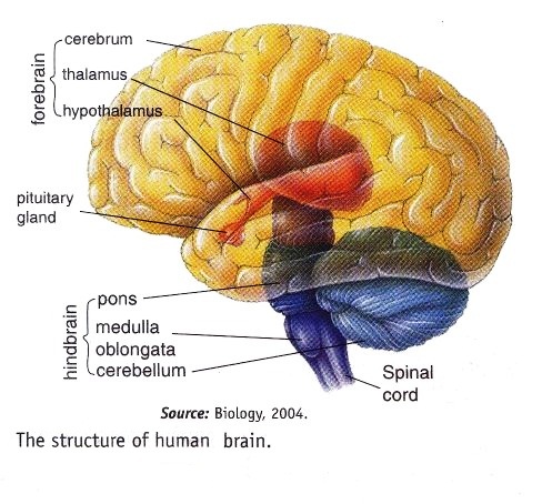 Human brain nerve